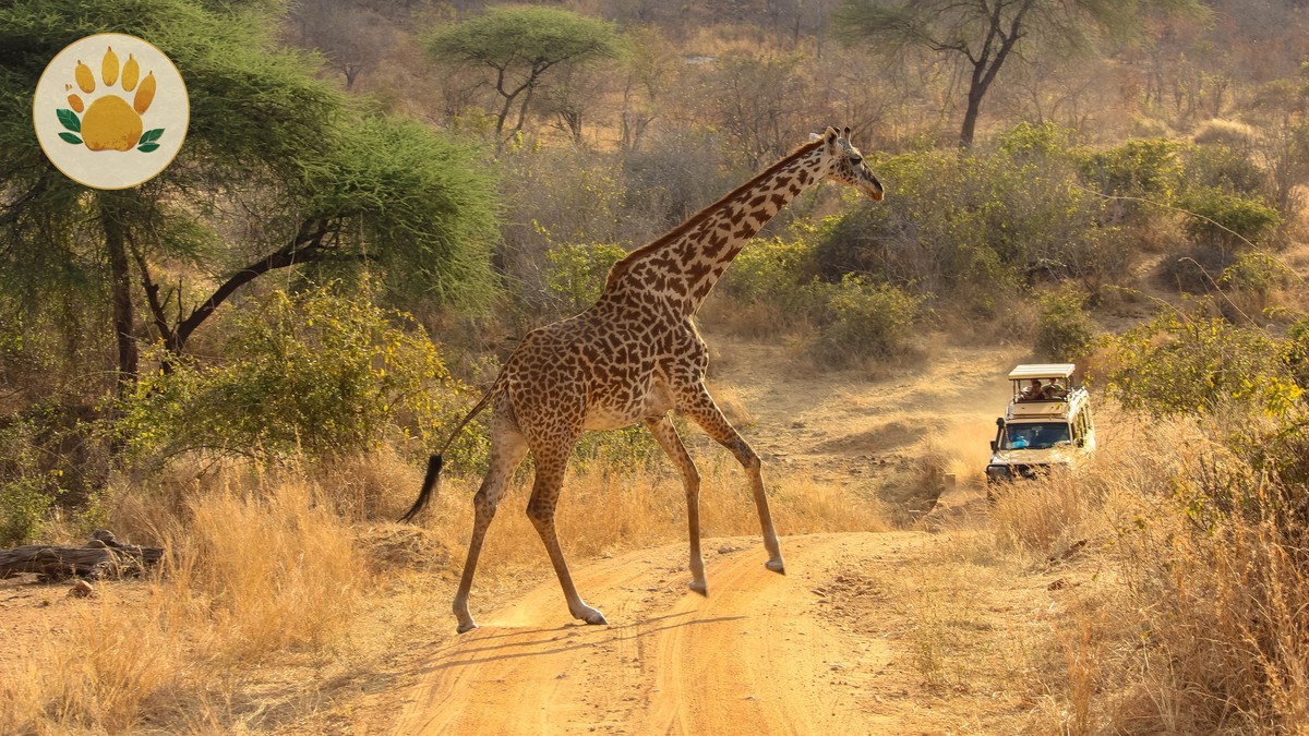Safari Terms Glossary for Beginners in Kenya