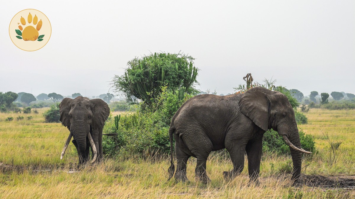 Safari Terms Glossary for Beginners in Kenya - photo 2