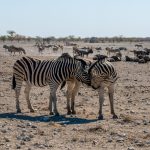 Is a Safari Worth It in Rain: Wildlife, Costs, Roads -- Photo by Quentin Krattiger on Pexels