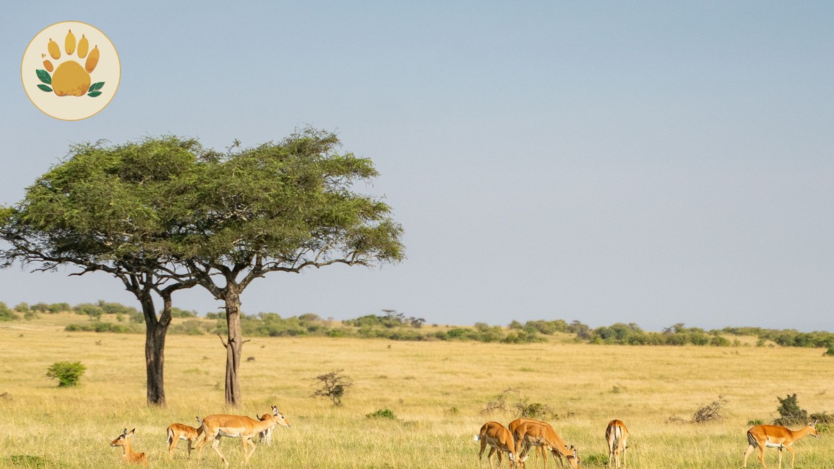 SafariLink vs Air Kenya: Domestic Flights Compared - photo 1