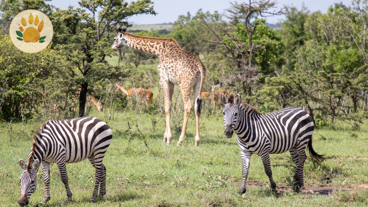 SafariLink vs Air Kenya: Domestic Flights Compared - photo 2