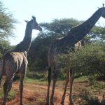 safaripure kenya safari reviews for german speaking travelers