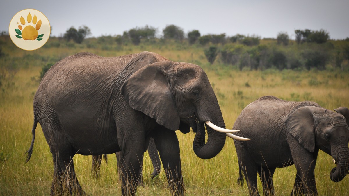 safaripure kenya safari reviews for german speaking travelers - photo 2
