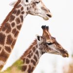 SafariPure Kenya Safari Reviews for Hindi Speaking Travelers