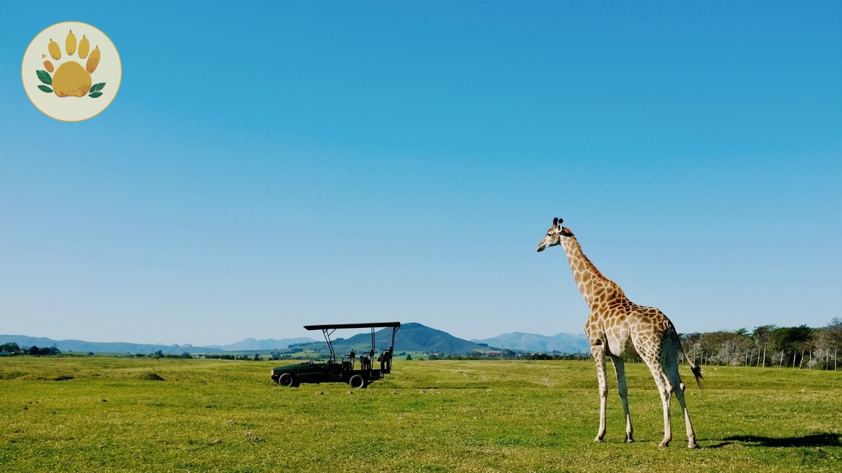 SafariPure Kenya Safari Reviews for Korean Speaking Travelers - photo 2