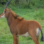 safaripure kenya safari reviews for mandarin speaking travelers