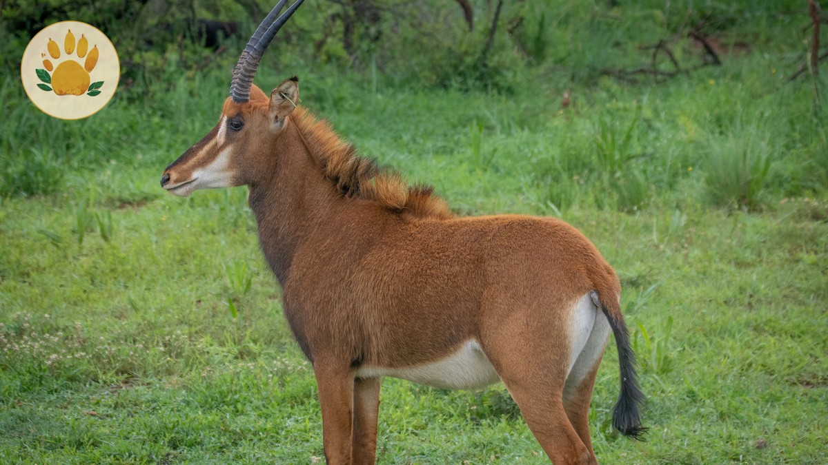 safaripure kenya safari reviews for mandarin speaking travelers