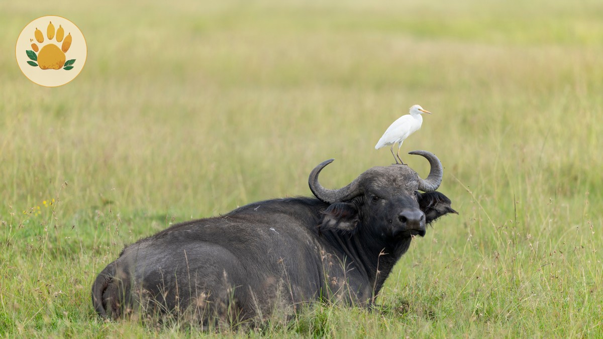 SafariPure Kenya Safari Reviews for Swedish Speaking Travelers - photo 2