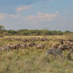 Saiwa Swamp National Park Sitatunga Guide