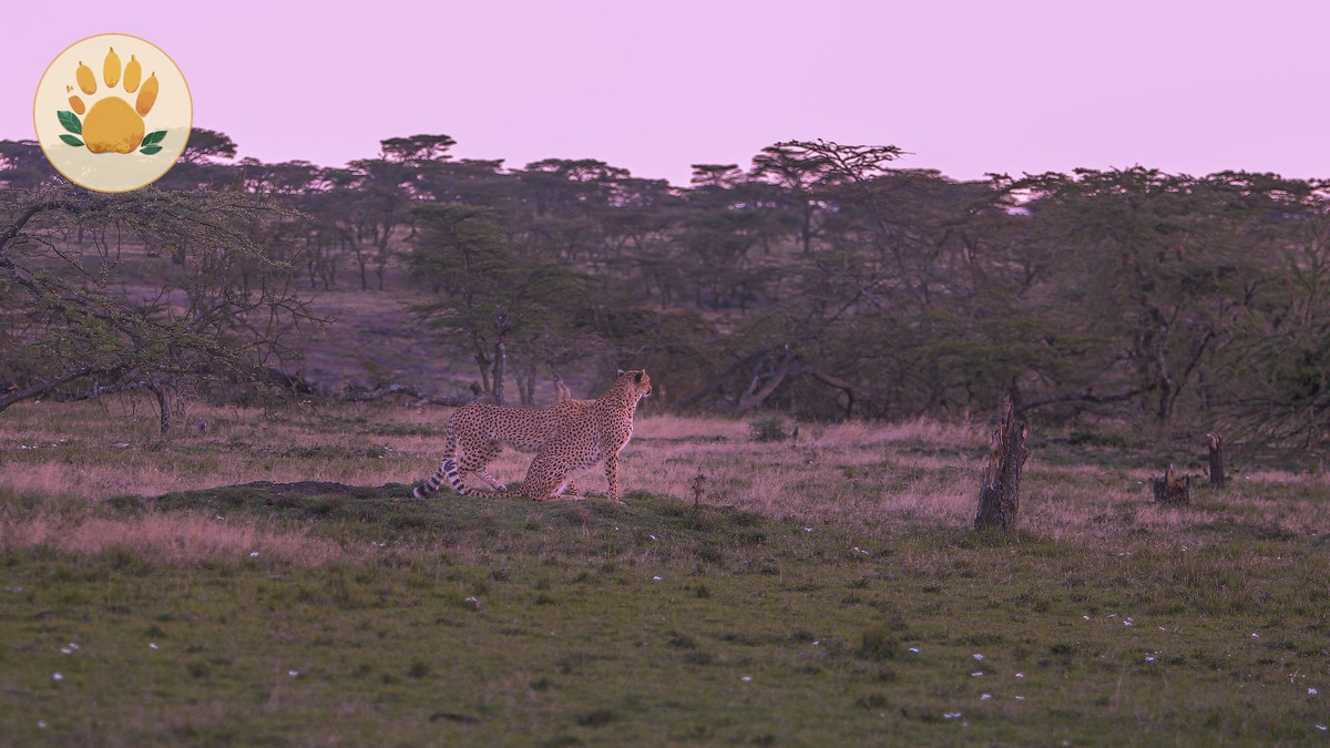 Saiwa Swamp National Park Sitatunga Guide - photo 1