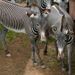 Samburu Meru Safari Circuit: 6 Days of Wildlife -- Photo by Sergio Zhukov on Pexels