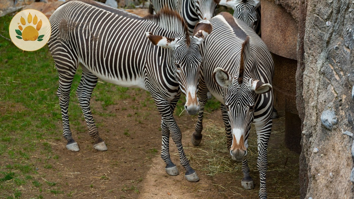 Samburu Meru Safari Circuit: 6 Days of Wildlife -- Photo by Sergio Zhukov on Pexels