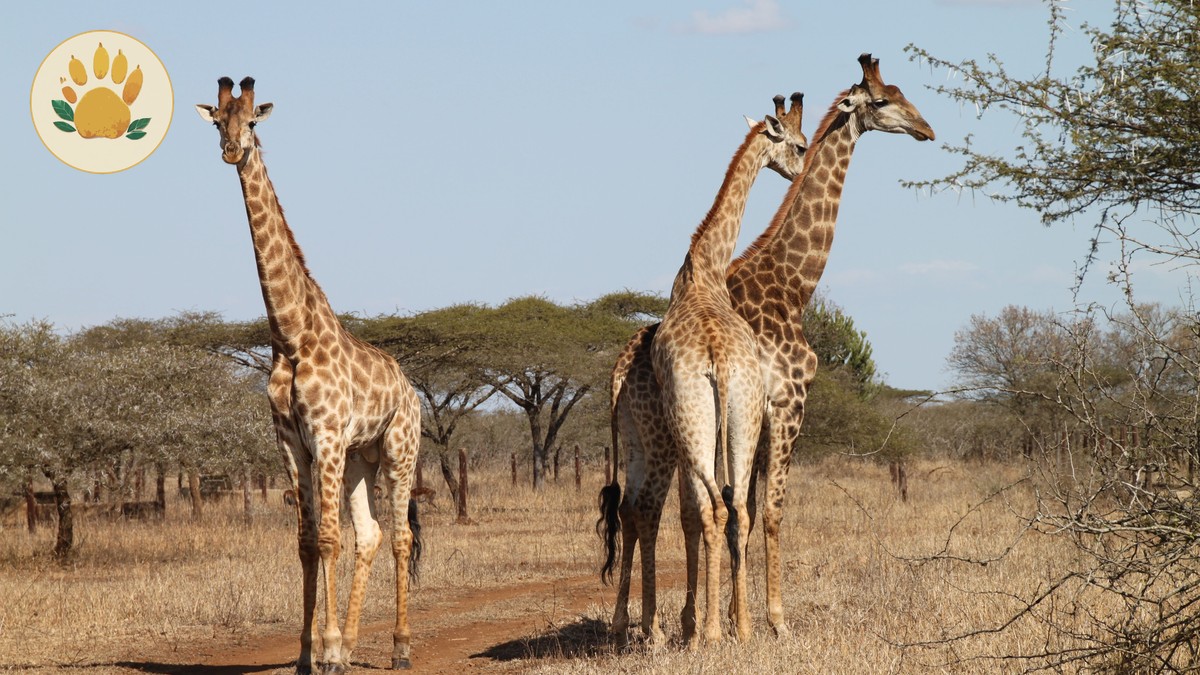 Samburu Meru Safari Circuit: 6 Days of Wildlife - photo 1
