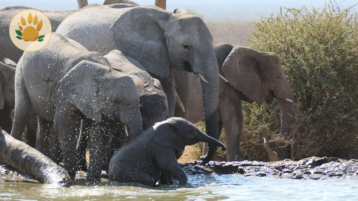 Samburu Meru Safari Circuit: 6 Days of Wildlife - photo 2