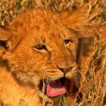 Samburu vs Masai Mara Safari Comparison Guide