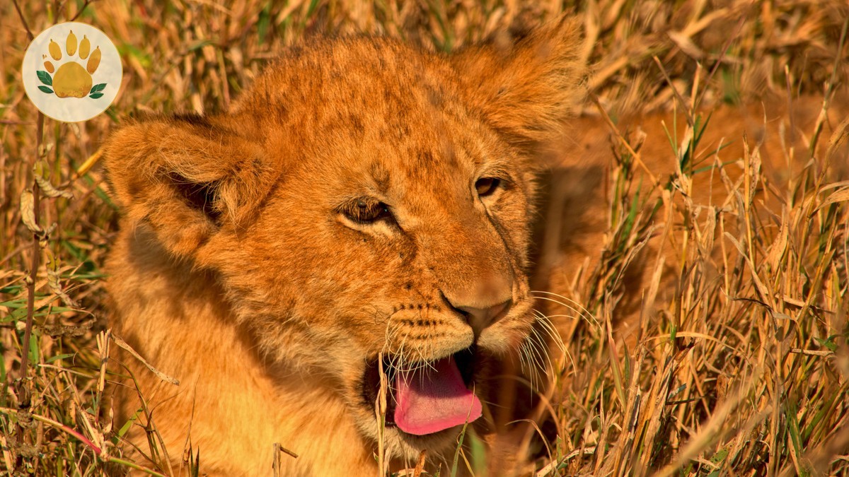 Samburu vs Masai Mara Safari Comparison Guide