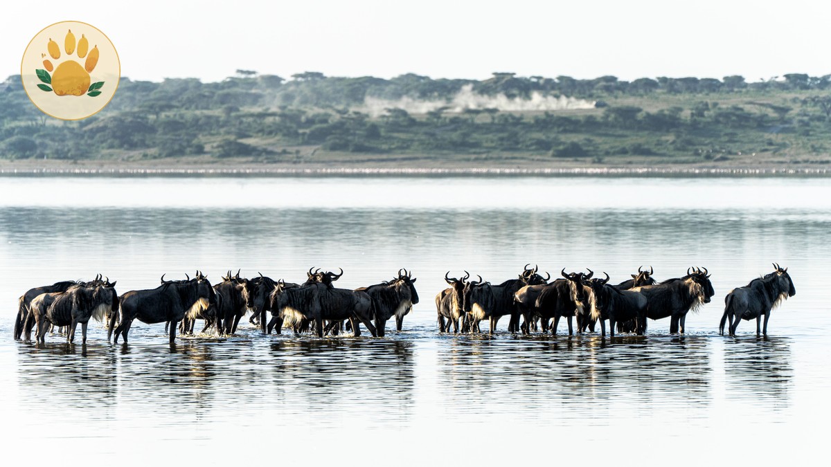 Samburu vs Masai Mara Safari Comparison Guide - photo 1