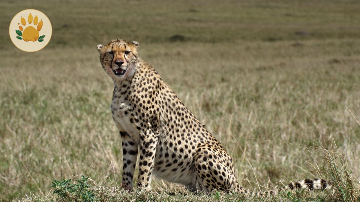Samburu vs Masai Mara Safari Comparison Guide - photo 2