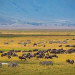 September Masai Mara Migration Crowds: What to Expect