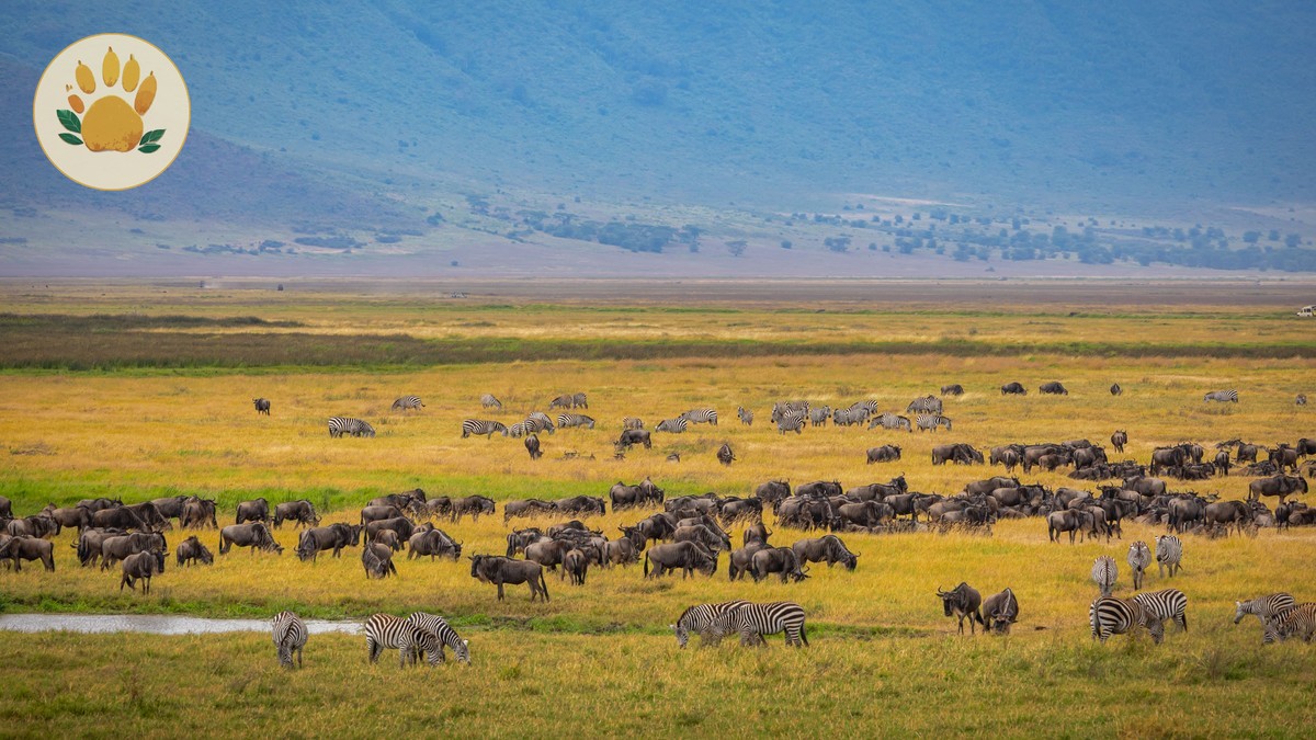 September Masai Mara Migration Crowds: What to Expect