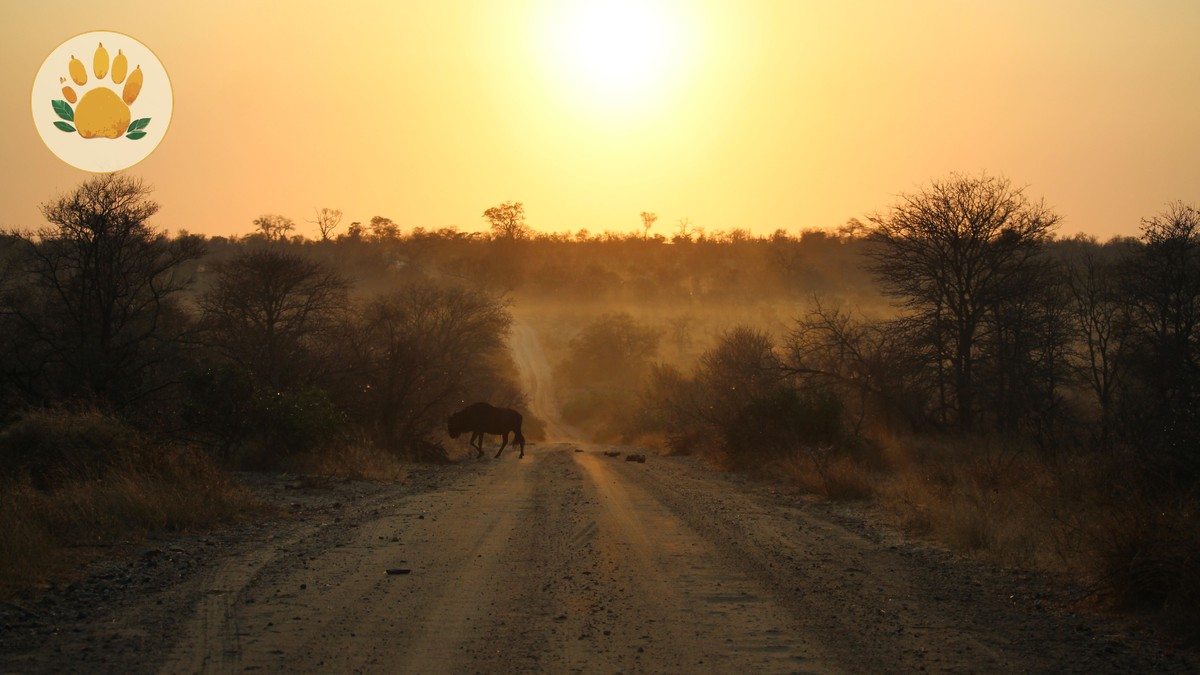 September Masai Mara Migration Crowds: What to Expect - photo 1