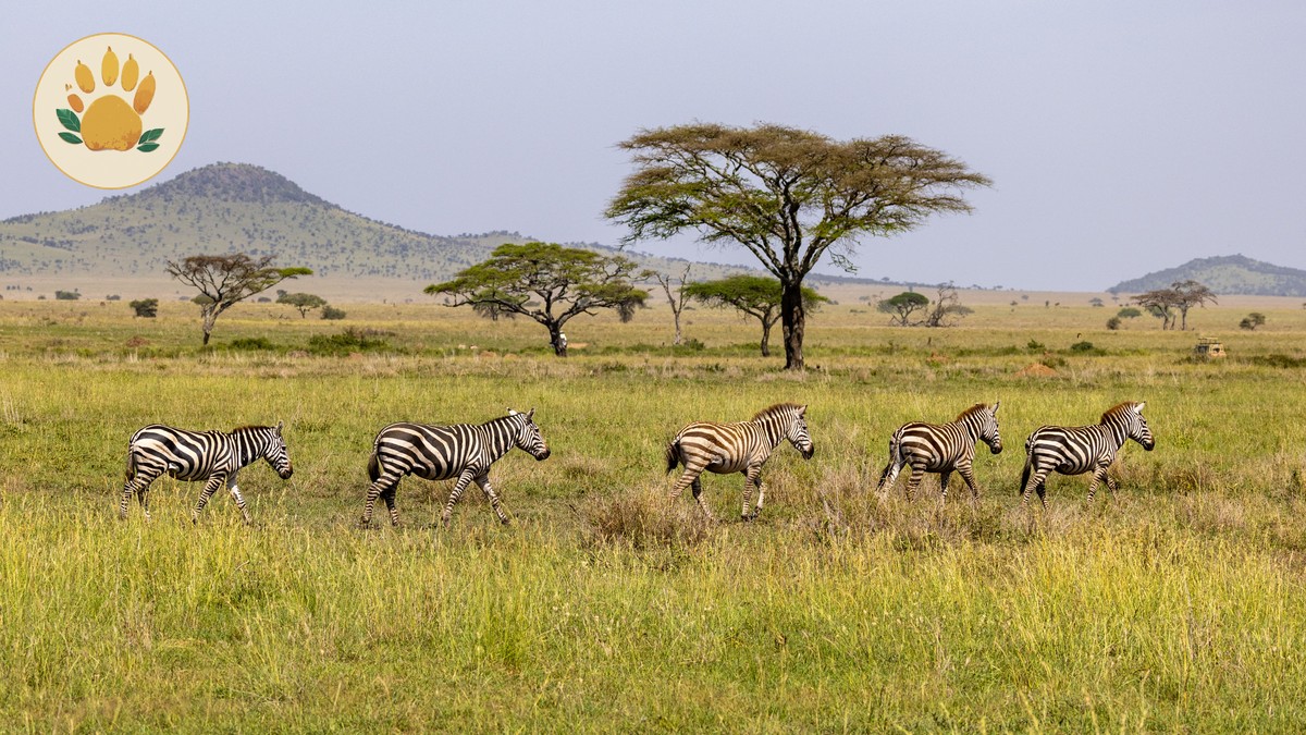 September Masai Mara Migration Crowds: What to Expect - photo 2