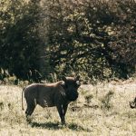 Single Supplement on a Kenya Safari: Real Costs
