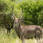 Small Group Joining Safari Kenya: Benefits and Trade-Offs