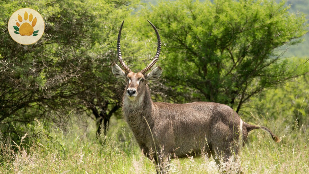Small Group Joining Safari Kenya: Benefits and Trade-Offs