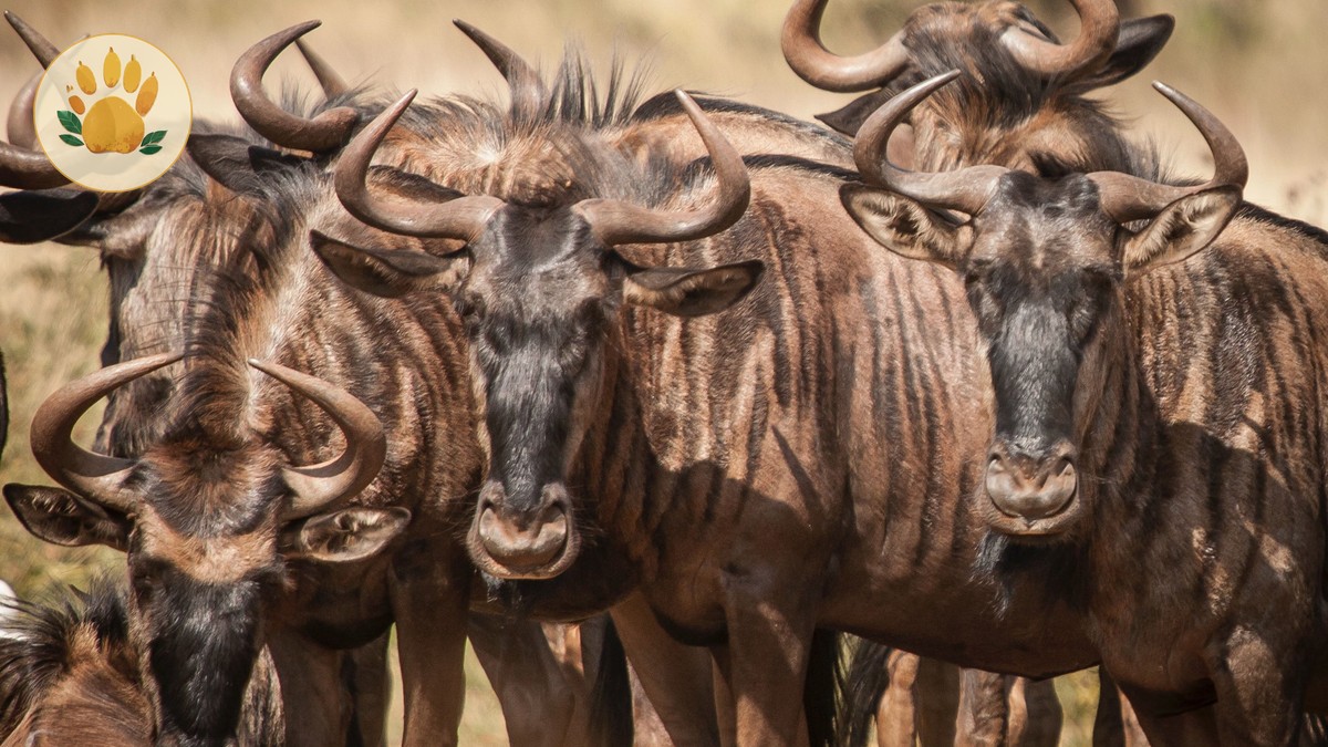 Small Group Joining Safari Kenya: Benefits and Trade-Offs - photo 2