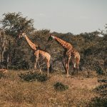 How to Sponsor an Elephant in Kenya (Family Guide)