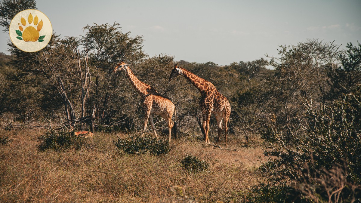 How to Sponsor an Elephant in Kenya (Family Guide)