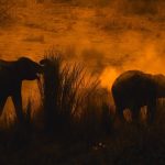Tsavo Coast Safari Itinerary: 3 Days, 2 Parks -- Photo by Chintan Mehta on Pexels