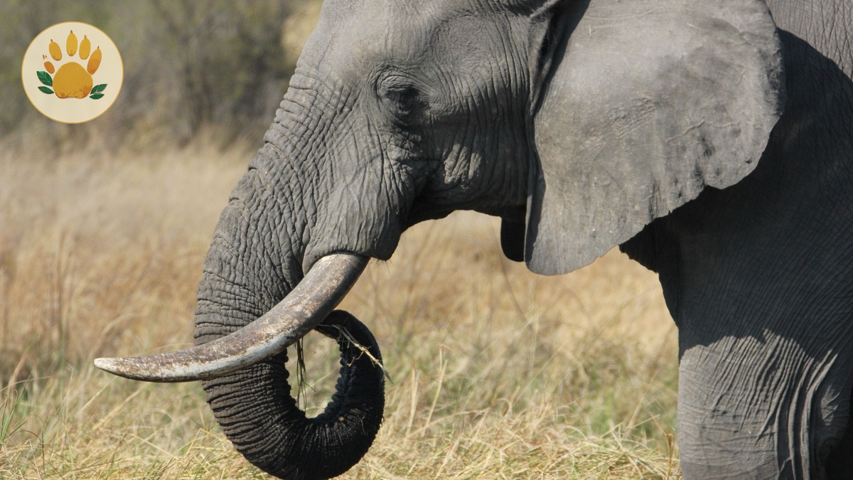 Tsavo Coast Safari Itinerary: 3 Days, 2 Parks - photo 2