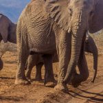 Tsavo Elephant Orphanage: Voi and Ithumba Visitor Guide