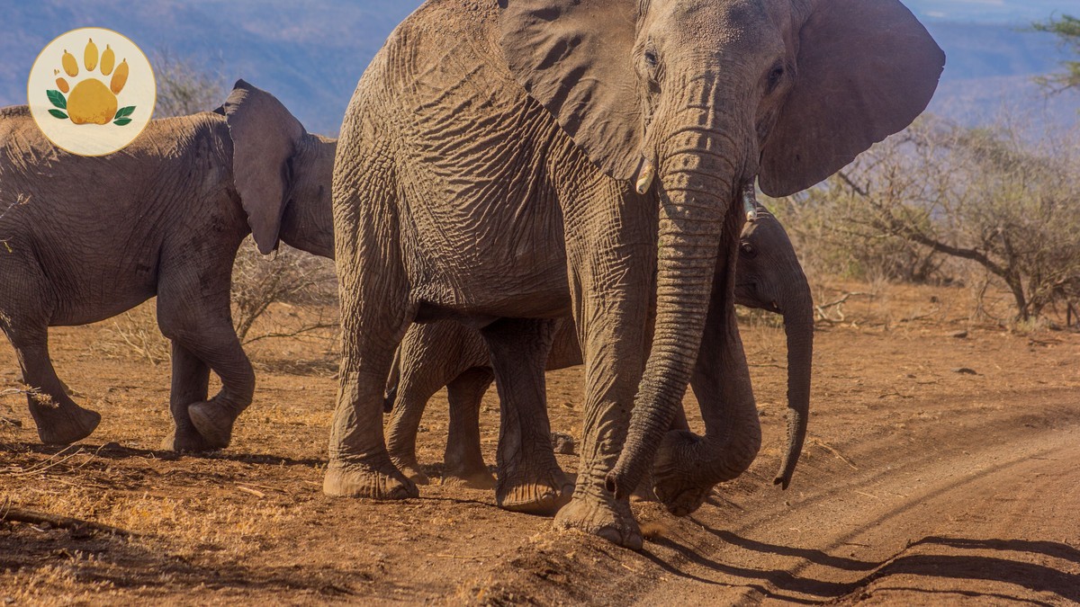 Tsavo Elephant Orphanage: Voi and Ithumba Visitor Guide