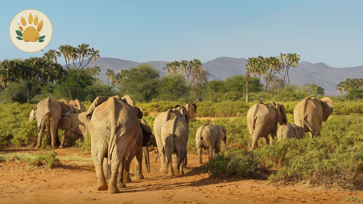 Tsavo Elephant Orphanage: Voi and Ithumba Visitor Guide - photo 1