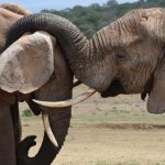 Tsavo Super Tuskers: Where to See Kenya's Giant Elephants