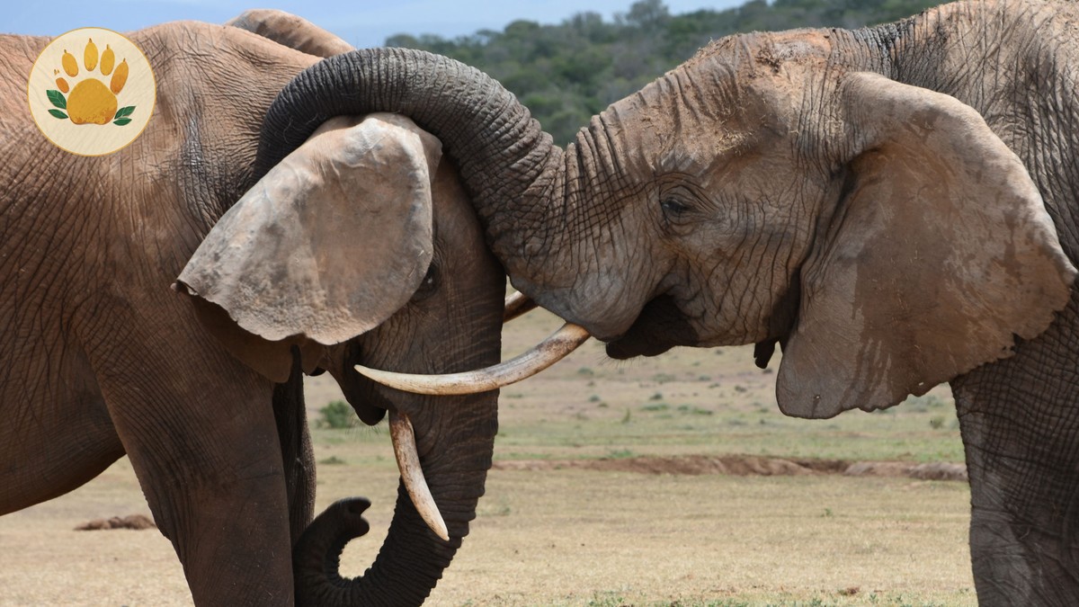 Tsavo Super Tuskers: Where to See Kenya's Giant Elephants