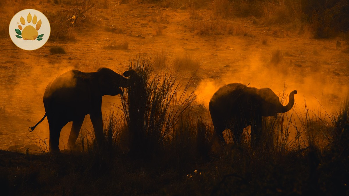 Tsavo Super Tuskers: Where to See Kenya's Giant Elephants - photo 1