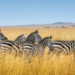 What Size Bag for Safari Flights in Kenya? (15 kg Limit)