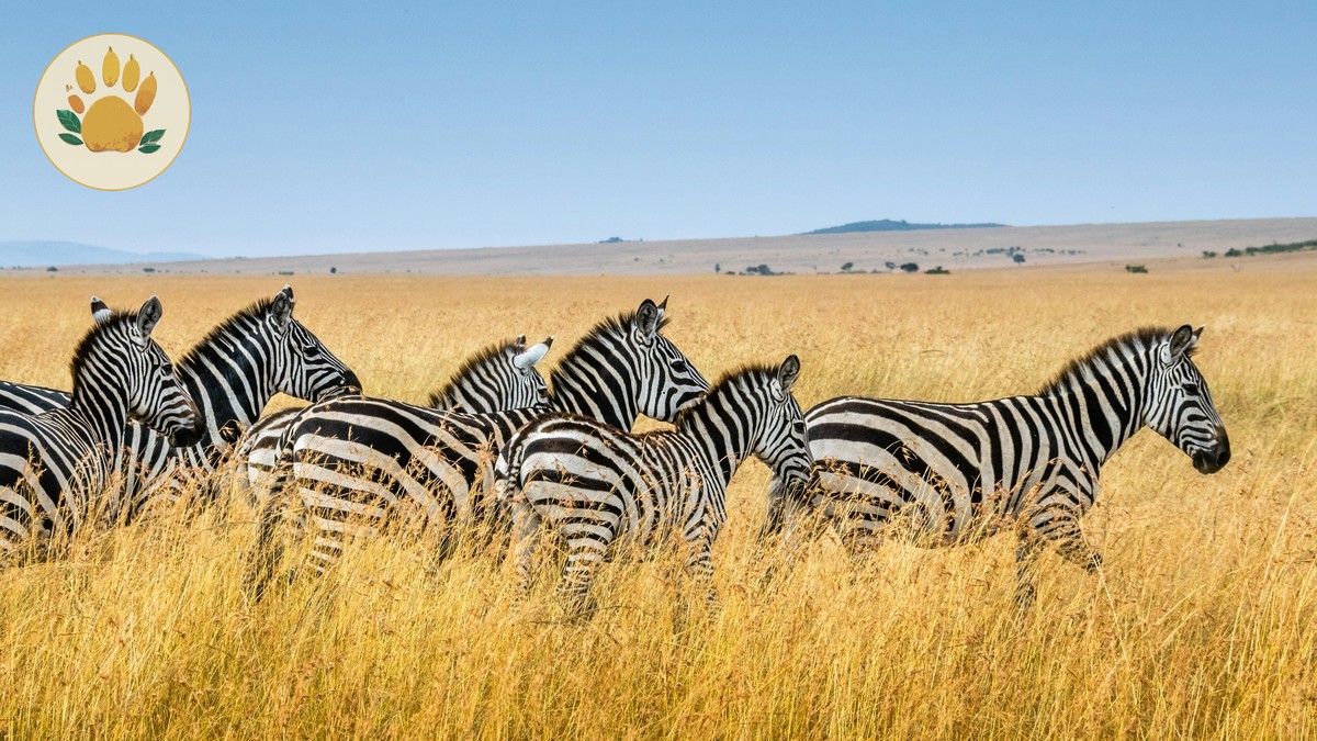 What Size Bag for Safari Flights in Kenya? (15 kg Limit)