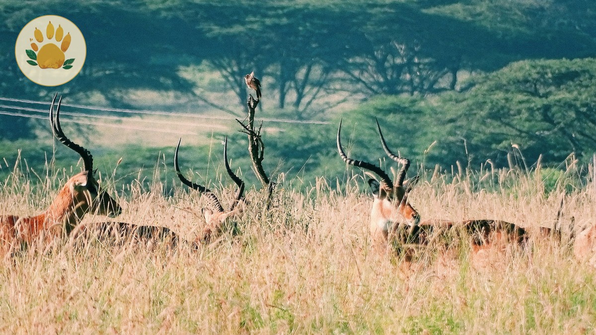 What Size Bag for Safari Flights in Kenya? (15 kg Limit) - photo 2