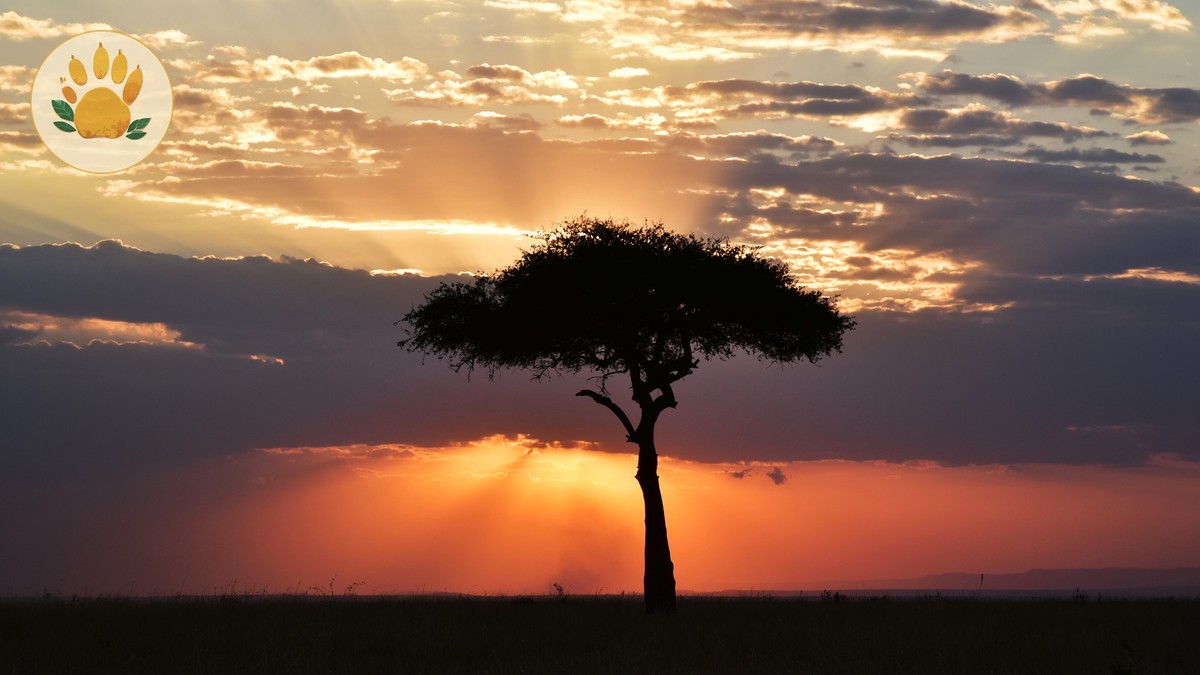 What to Expect on Your First Kenya Safari Game Drive - photo 1