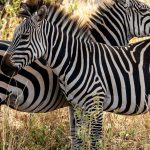 Where Can Safari Guests Refill Water: Safe Options -- Photo by G N on Pexels