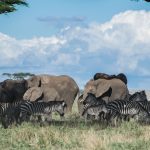Where Can Safari Vehicles Use Toilets in Kenya?