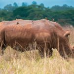 Nairobi Safety: Which Areas to Avoid as a Tourist