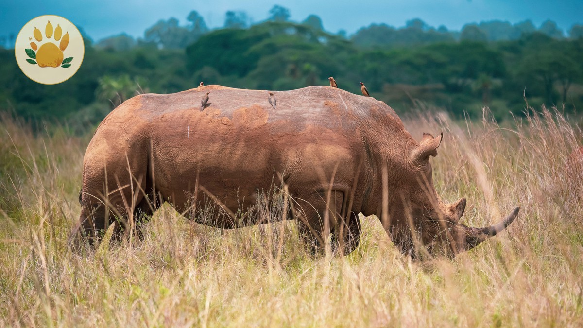 Nairobi Safety: Which Areas to Avoid as a Tourist