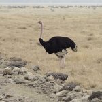 Which Nationalities Book the Most Kenya Safaris? A Look at Travelers