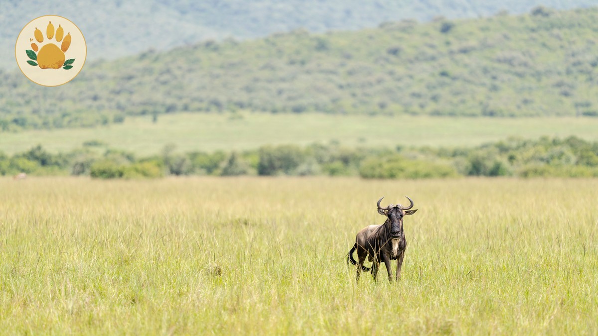 Why Safari Drives Skip Lunch: Kenya Meal Timing Guide - photo 2